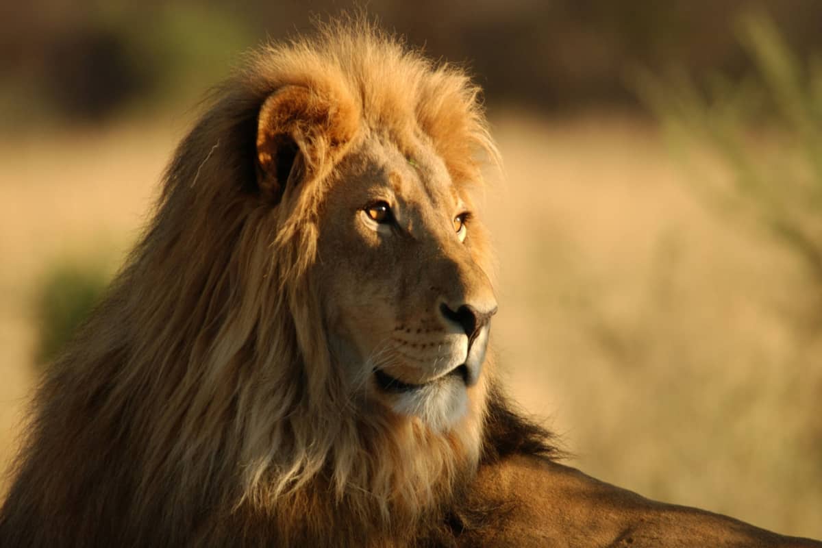 Les clés d'un safari réussi