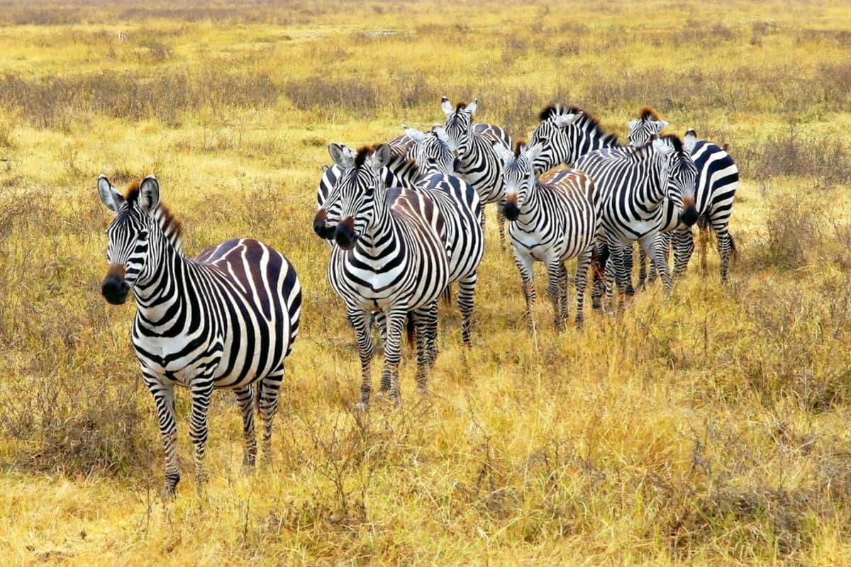 Quel safari pour quels animaux ?