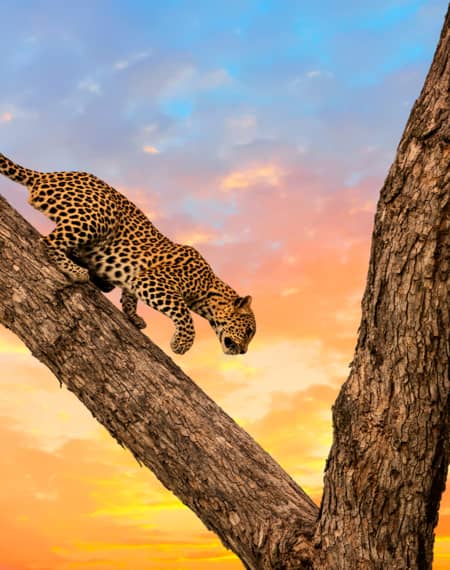 Parc National de Chobe Botswana 
