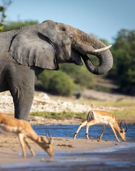 Parc National de Chobe Botswana