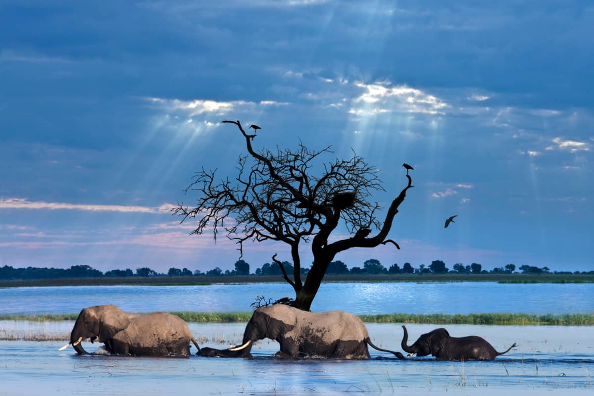 Des Eaux du Delta aux Rives du Chobe