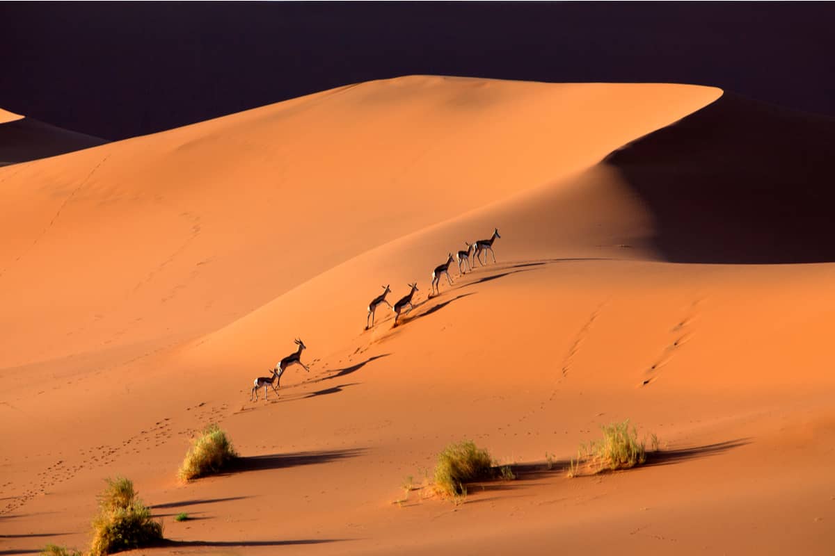 Du Namib aux chutes Victoria