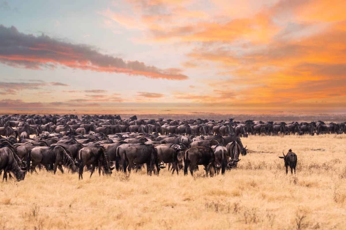 La Grande Migration à Ndutu