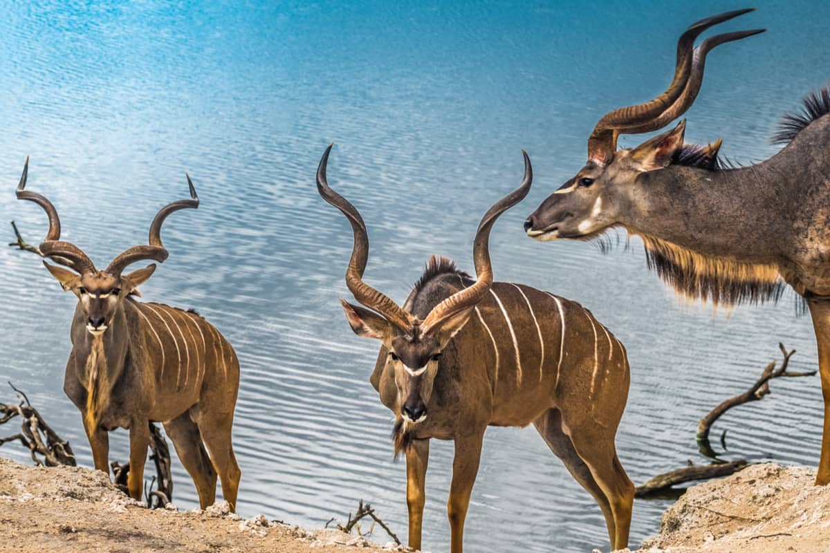 Merveilles du Sud de la Tanzanie