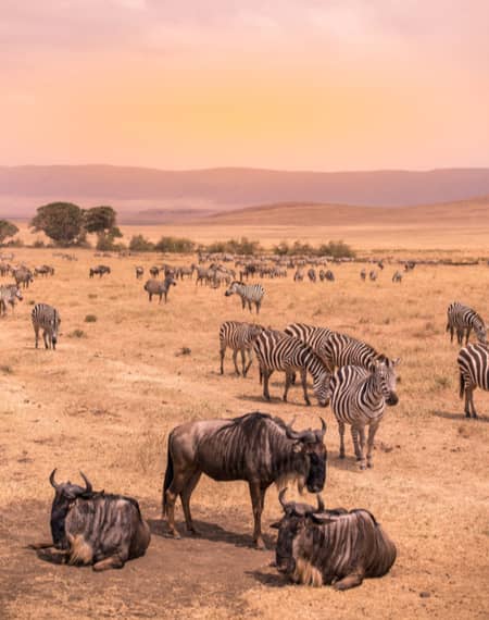 image pour léopard en Tanzanie