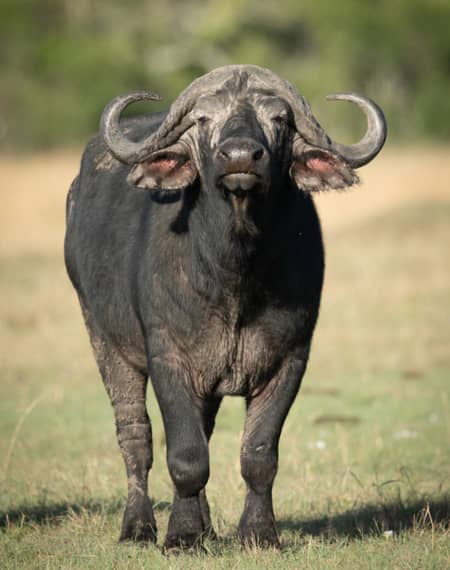 Le parc national d'Arusha