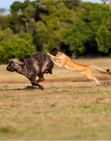 image pour léopard en Tanzanie