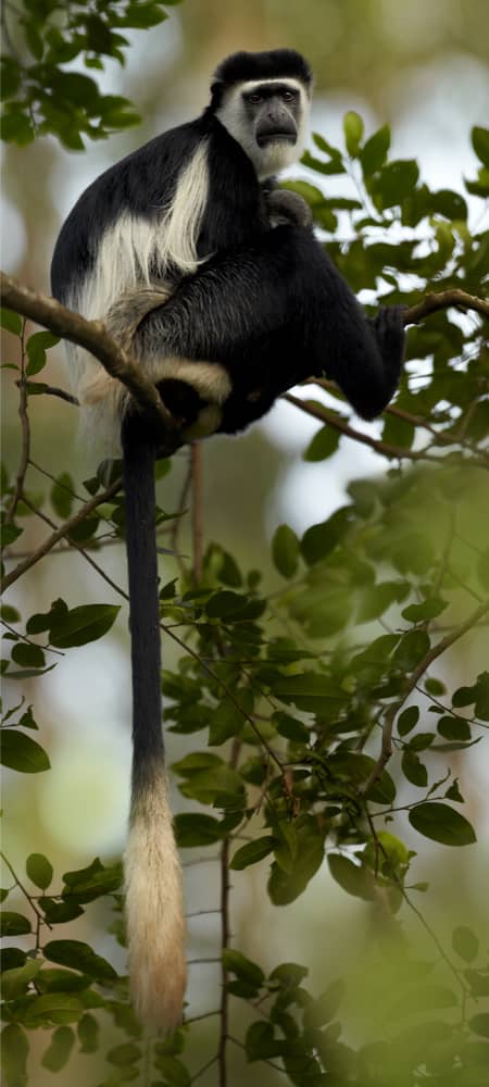 image pour léopard en Tanzanie