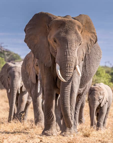 image pour léopard en Tanzanie