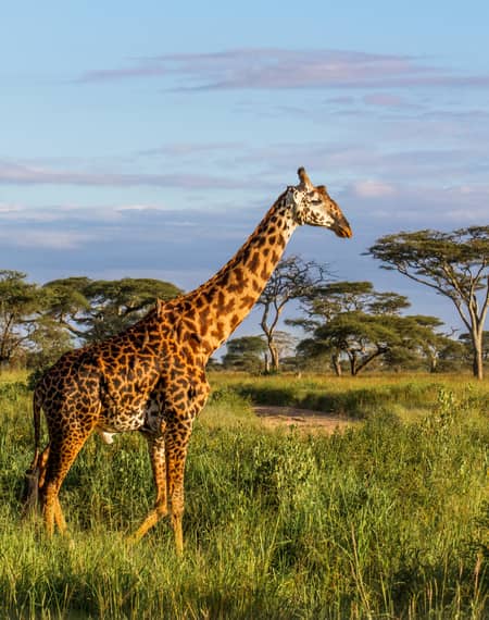 Le parc national de Tarangire