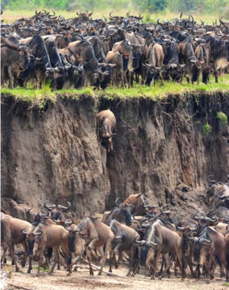 Parc Serengeti en Tanzanie