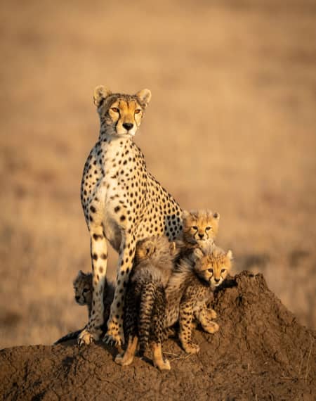 image pour léopard en Tanzanie