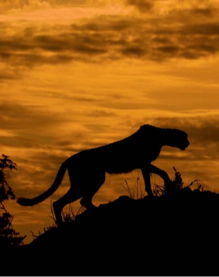 image pour léopard en Tanzanie