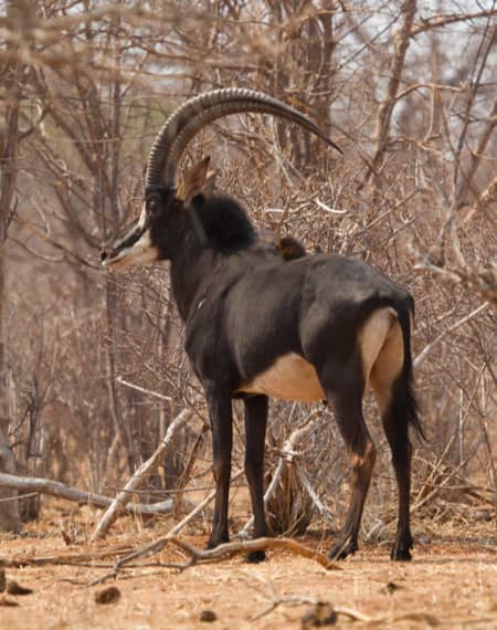 Le parc national de Nyerere