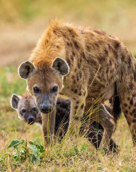 image pour léopard en Tanzanie