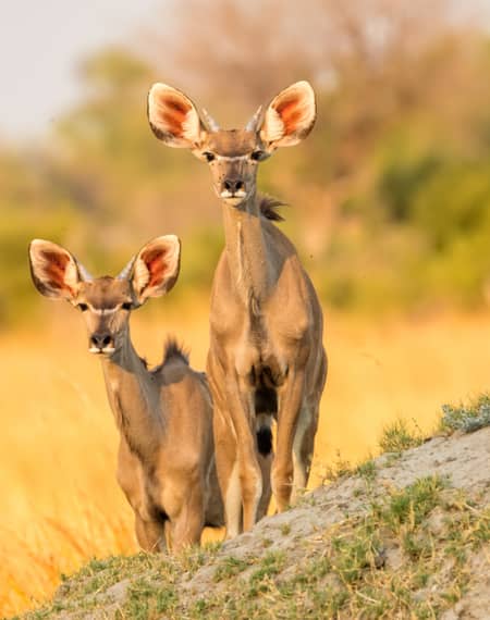 image pour léopard en Tanzanie