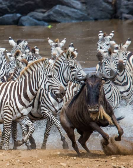 image pour léopard en Tanzanie