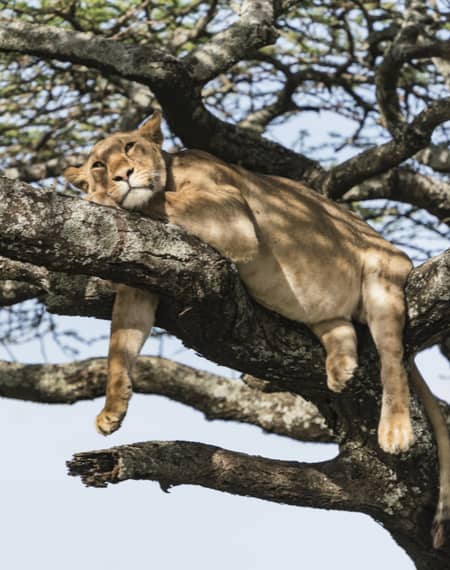 Le parc national du Lac Manyara