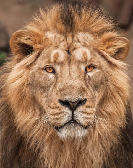 image pour léopard en Tanzanie