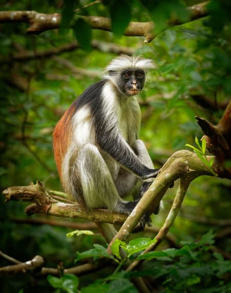 Le parc national de Jozani