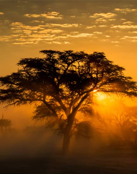 image pour léopard en Tanzanie