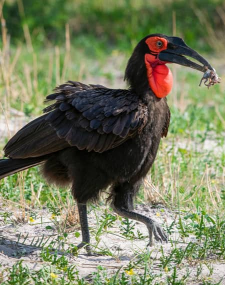 image pour léopard en Tanzanie