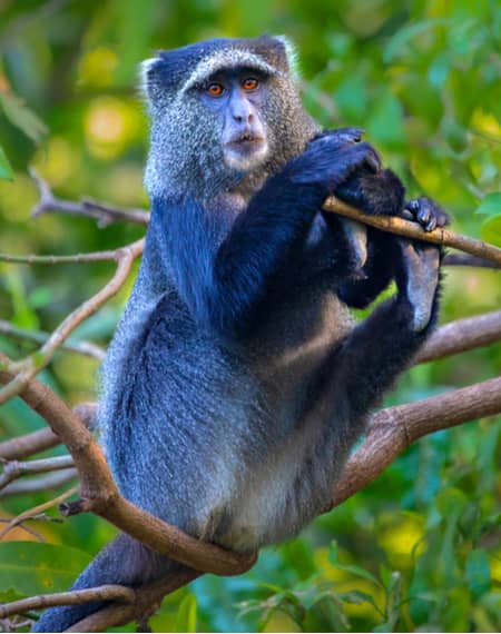 image pour léopard en Tanzanie