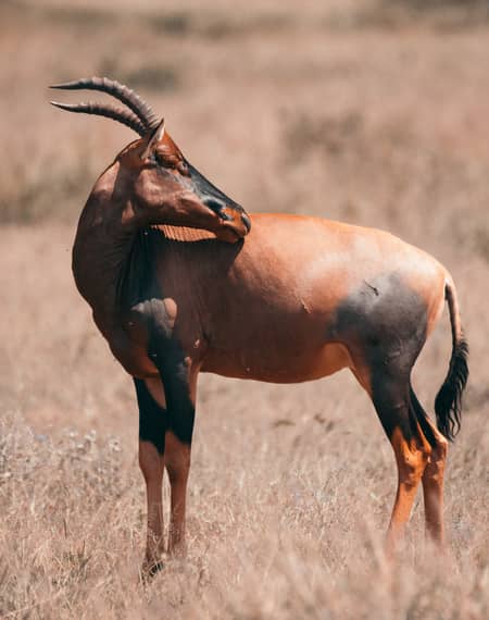 image pour léopard en Tanzanie