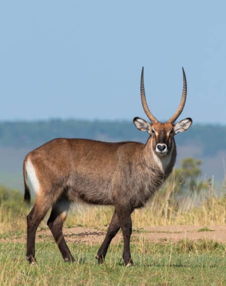 image pour léopard en Tanzanie