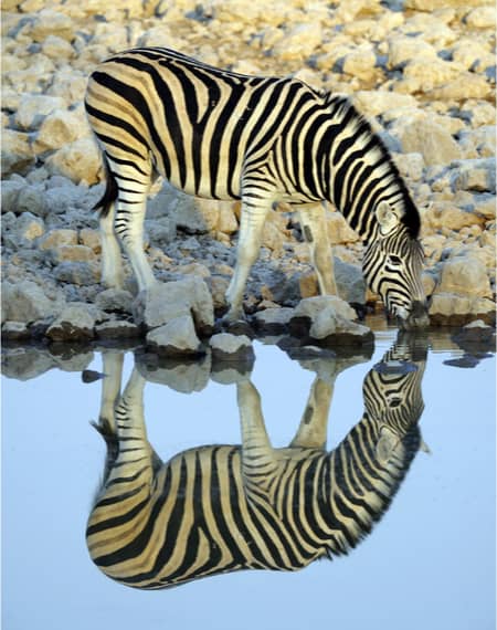 image pour léopard en Tanzanie