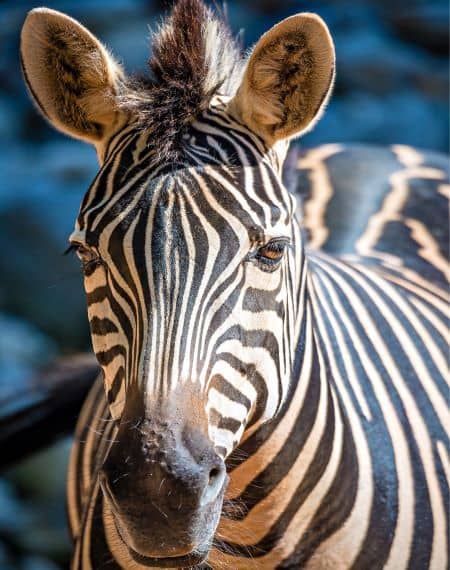 image pour léopard en Tanzanie