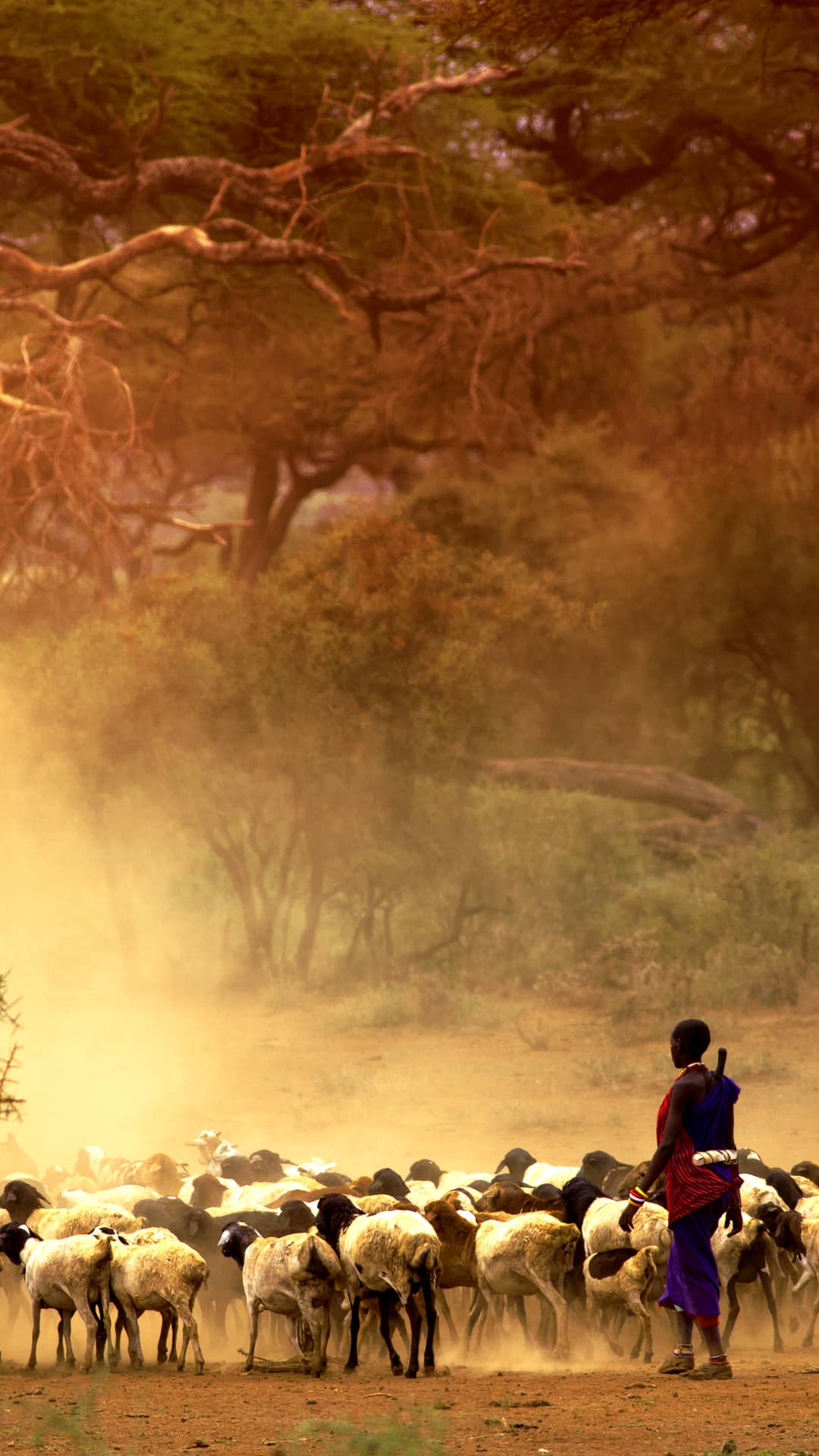 image pour léopard en Tanzanie