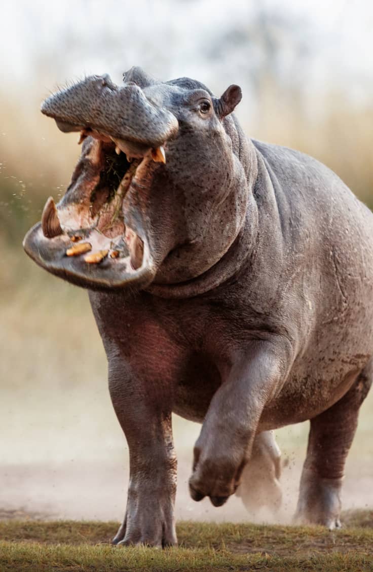 image pour léopard en Tanzanie