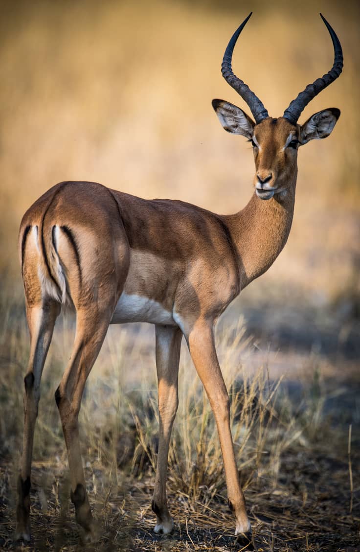 image pour léopard en Tanzanie