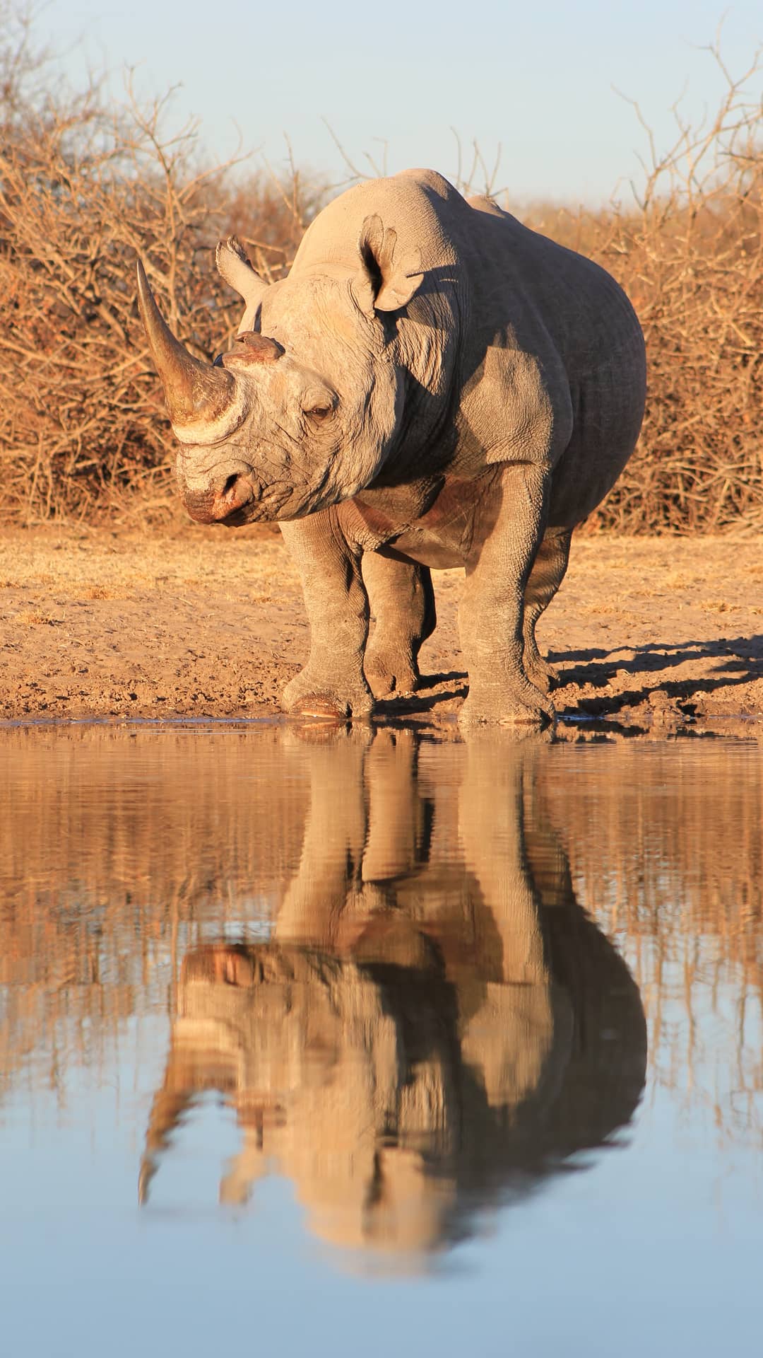 image pour léopard en Tanzanie