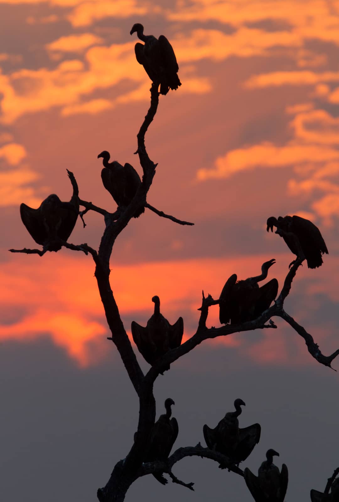 image pour léopard en Tanzanie