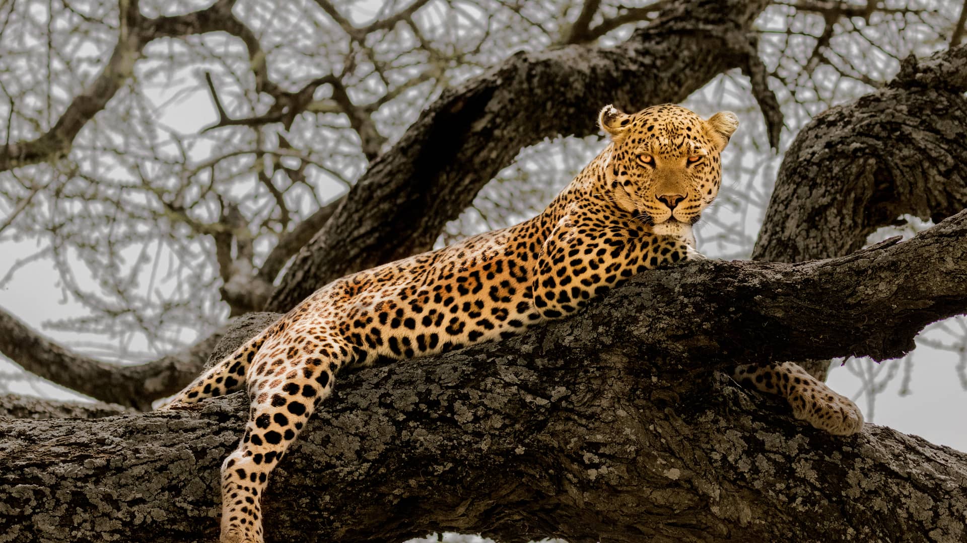 safari_en_tanzanie_leopard