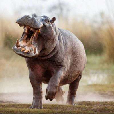 Hippopotame En Afrique