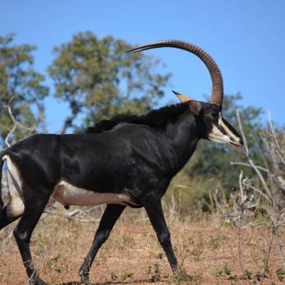 Hyppotrague En Tanzanie