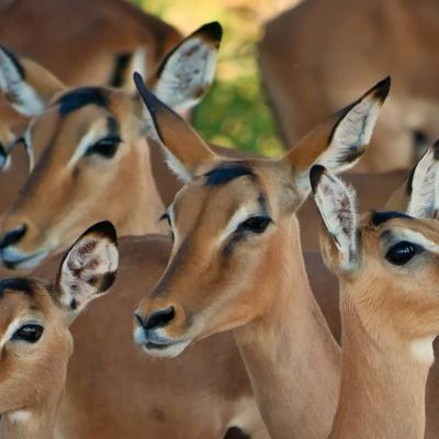 Impalas Tanzanie