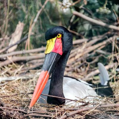 Safari Afrique Jabiru Image