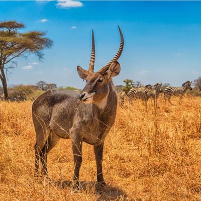 Safari Tanzanie Waterbuck Image