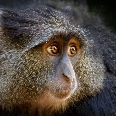 Singe Bleu Image